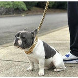 Gold Cuban Link Leash