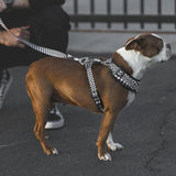 Checker Leash